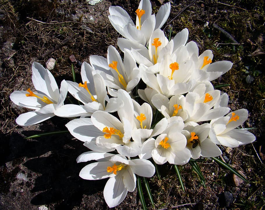 flower, crocus, garden, spring, our characters, white, lökväxt HD wallpaper