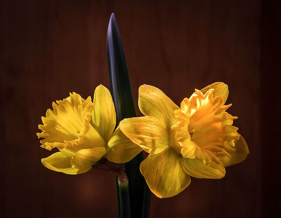 daffodil, narcissus, jonquil, easter flower, spring, flora, HD wallpaper