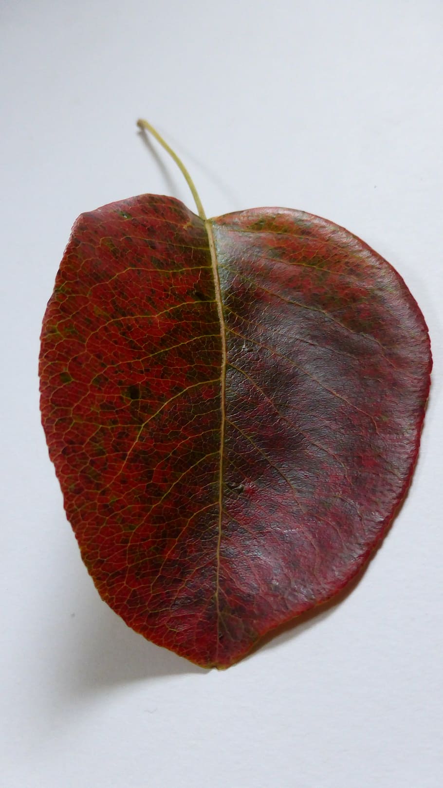 leaf, pear, autumn, leaves, red, colorful, nature, golden autumn HD wallpaper