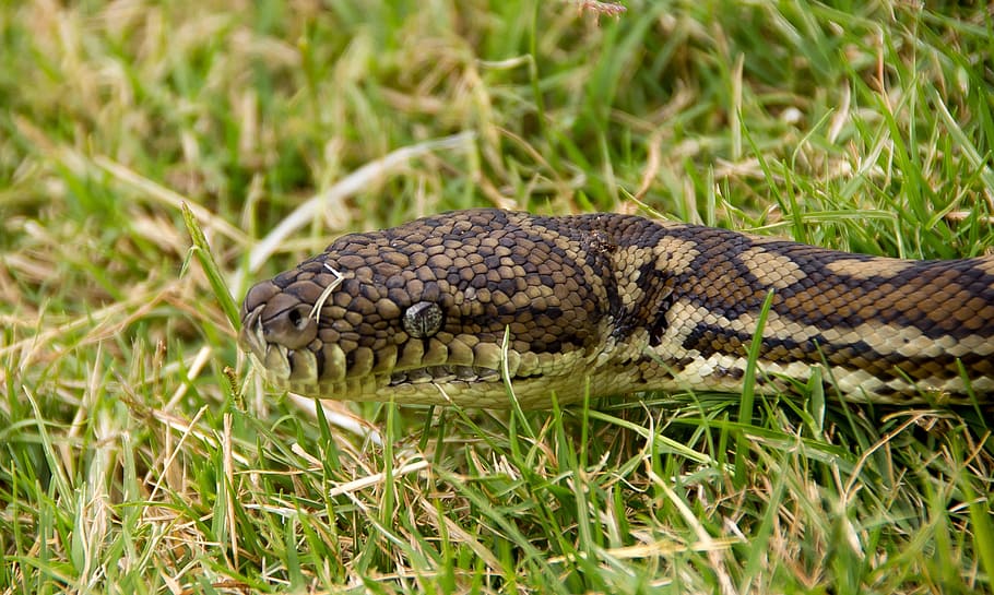 carpet python, snake, head, close-up, eyes, grass, black, yellow HD wallpaper