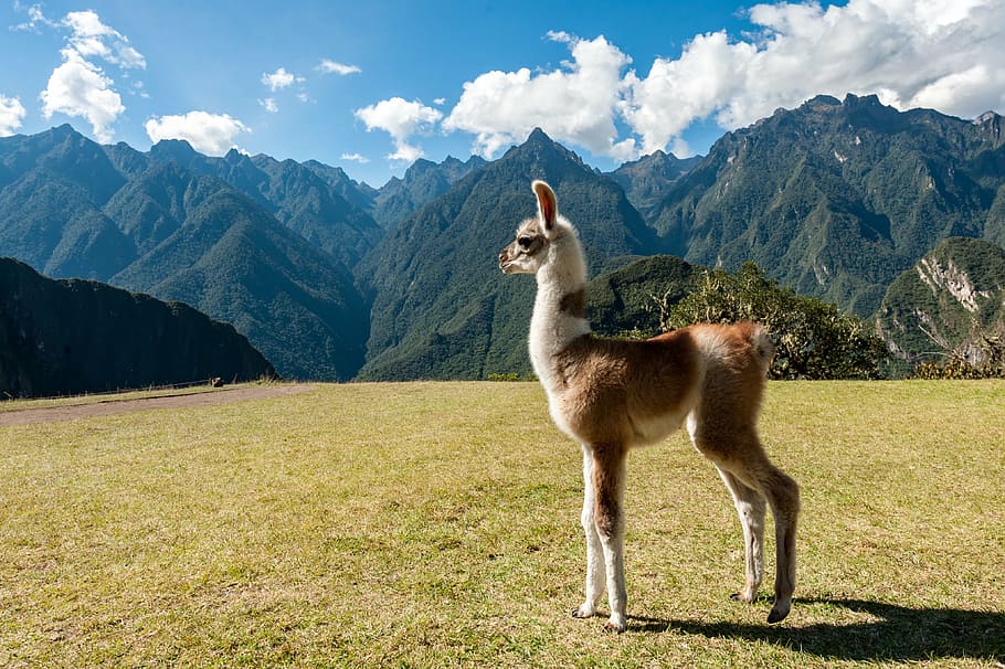 llama standing on grass field, mountain, highland, view, cloud
