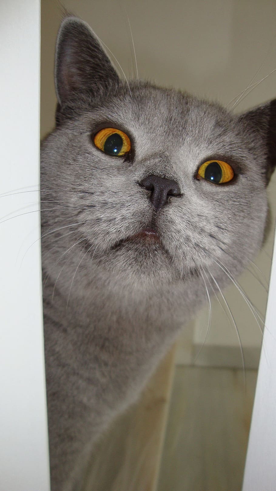 cat, view, animal themes, domestic, pets, one animal, mammal HD wallpaper