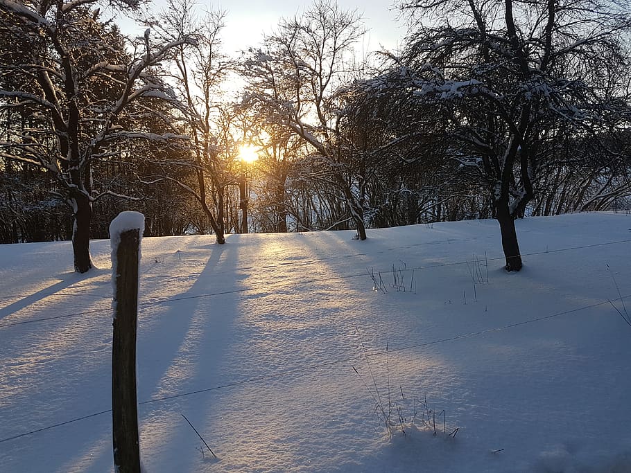 setting, sun, wintry, cold temperature, snow, winter, tree HD wallpaper