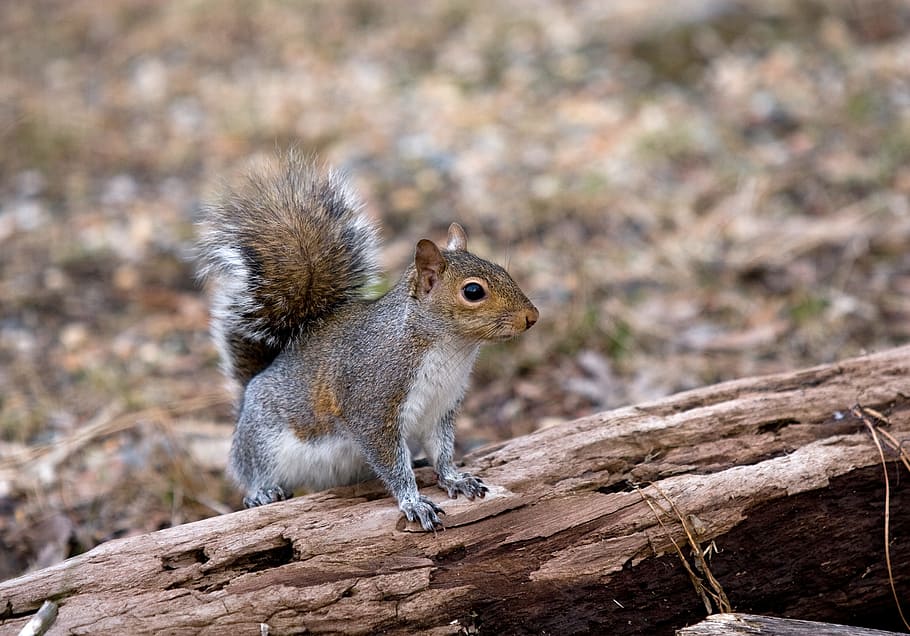 squirrel, wild, animal, forest, nature, tree, cute, park, mammal HD wallpaper