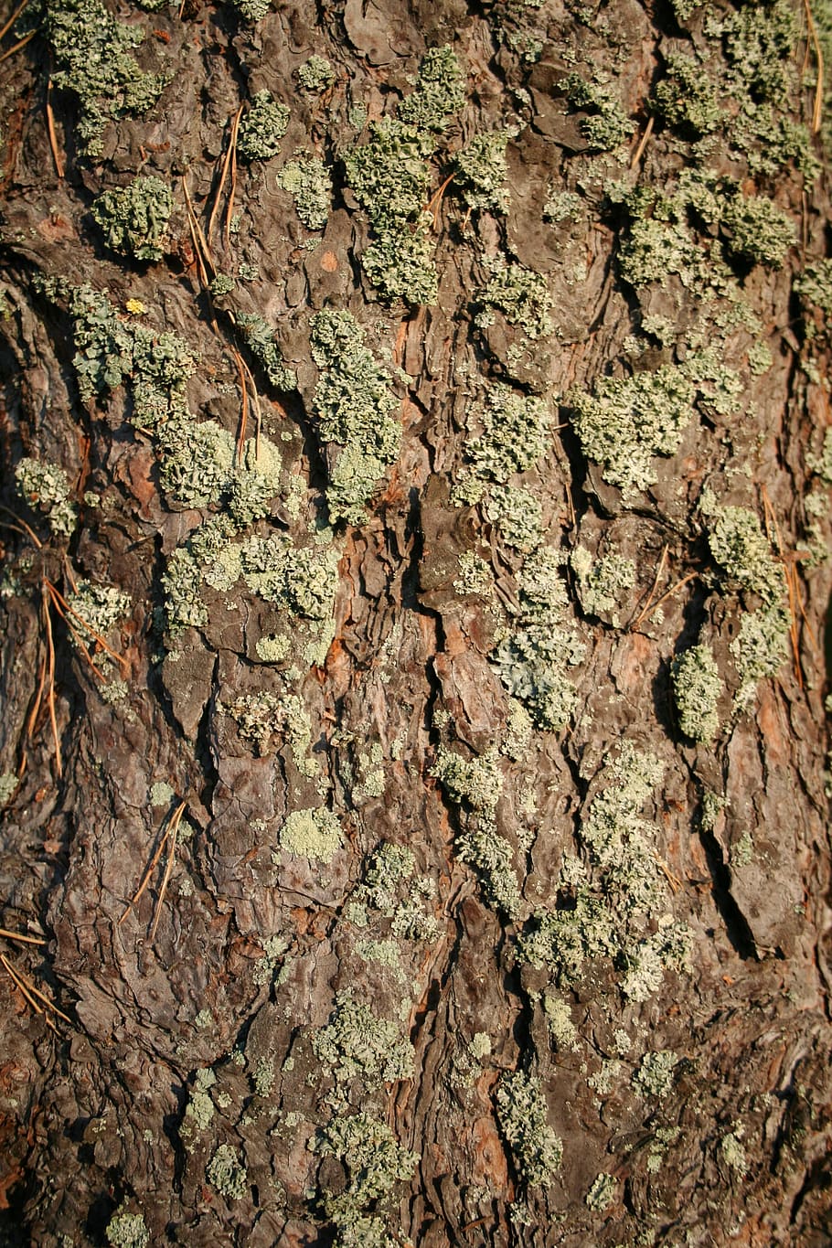 pine, bark, tree, frame, conifer, needles, full frame, backgrounds HD wallpaper