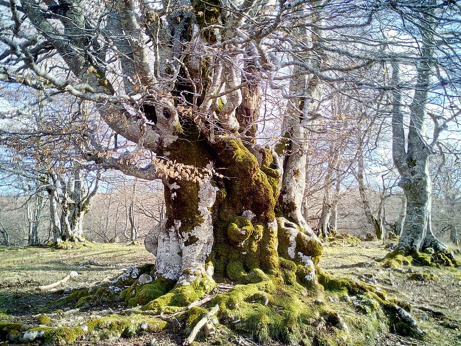 beech, hayedo, forest, tree, trees, nature, hiking, landscape HD wallpaper