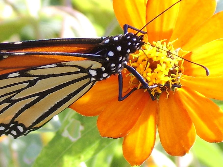 butterfly, monarch, insect, flower, orange, cosmos, antennae HD wallpaper