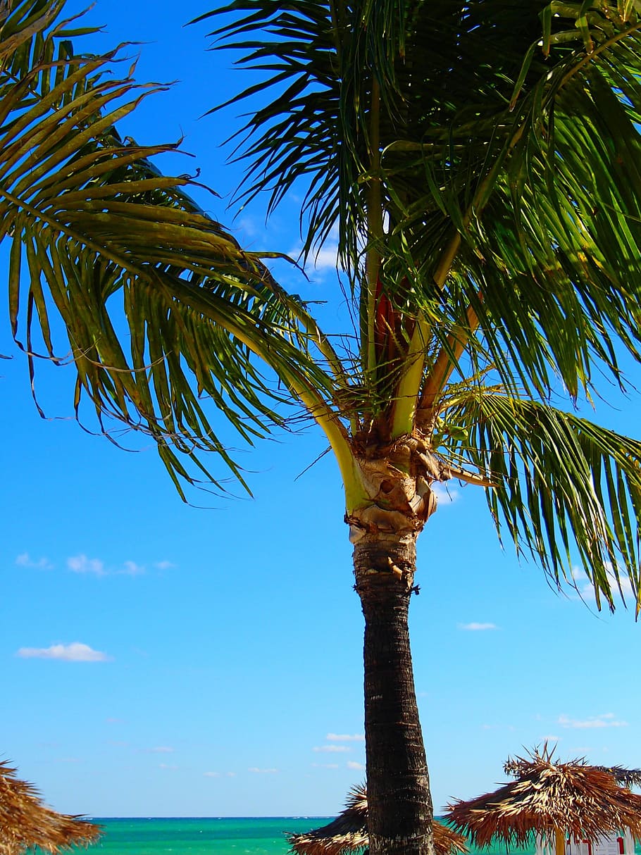 Palm, Tree, Tropical, Beach, Sky, palm tree, blue, no people HD wallpaper