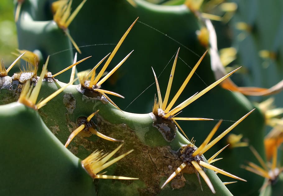 selective focus photography of green cactus, cacti, leaf cactus HD wallpaper