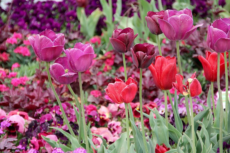 Tulips, Tulipa, tulpenzwiebel, breeding tulip, purple, red, HD wallpaper