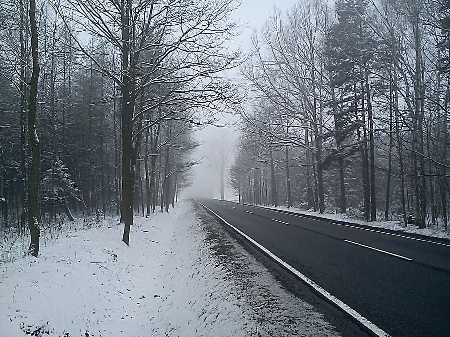 winter, way, snow, tree, landscape, the silence, nature, forest HD wallpaper