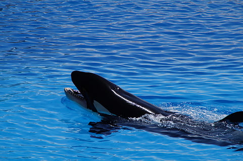 Orca, Killer Whale, wal, orcinus orca, animal, blue, orka, large HD wallpaper