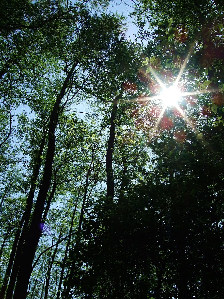 Forest, Light, Shadow, Sun, tree, nature, sunbeam, low angle view HD wallpaper
