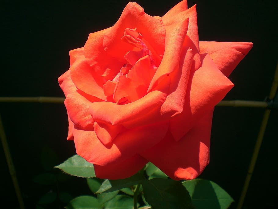 Rose, Red, Red, Light, Nature, Fragrance, love, flower, petal HD wallpaper