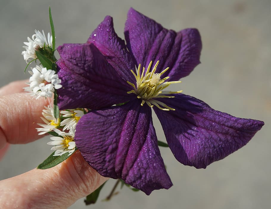 fall clematis, asters, flower, blossom, bloom, plant, vine HD wallpaper