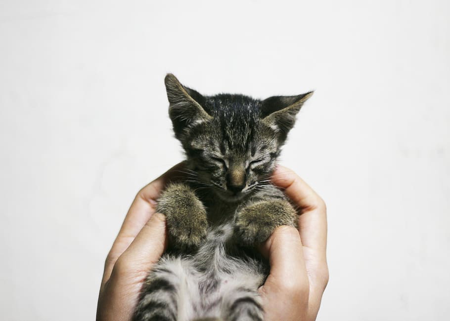 sleepy kitten, person holding brown tabby kitten, cat, pet, asleep HD wallpaper