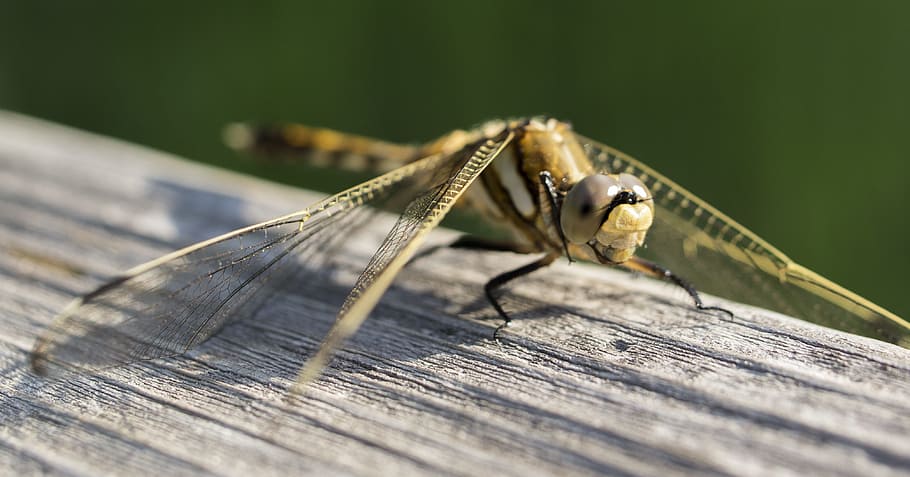 dragonfly, insect, macro, nature, yellow, invertebrate, animal themes HD wallpaper