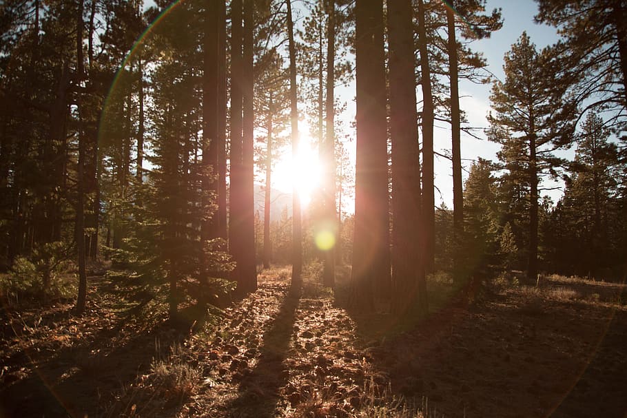 sunlight, sun rays, trees, forest, woods, nature, outdoors HD wallpaper