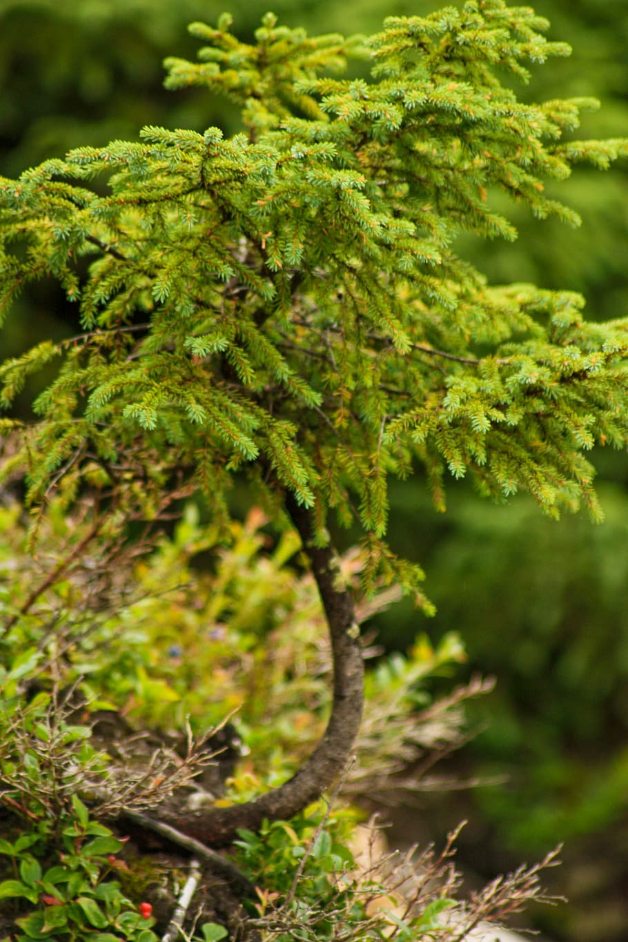 tree, green, ecology, summer, forest, plant, color, nature HD wallpaper