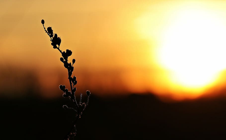 silhouette of plant under golden time, sunset, evening sky, clouds