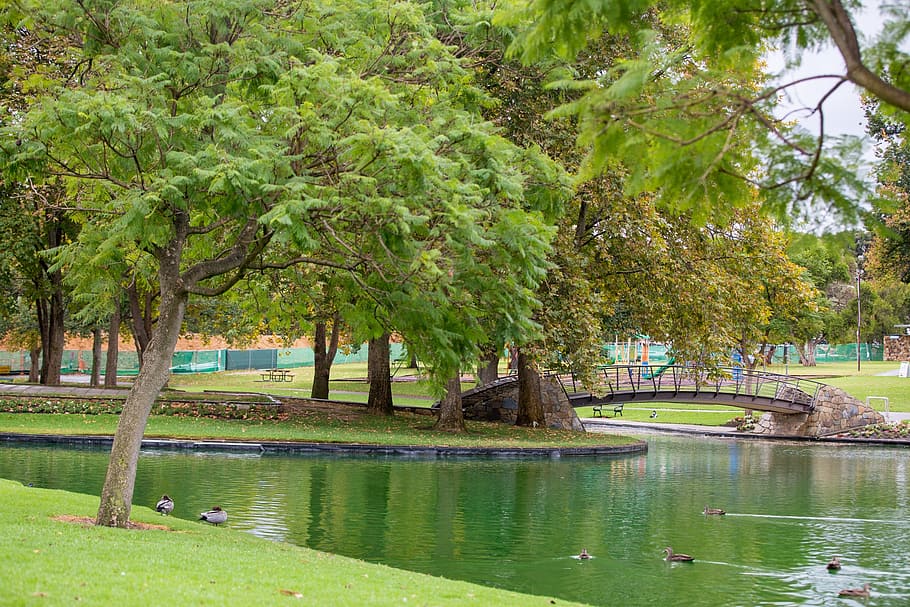 park, green, tranquility, trees, peaceful, water, ducks, bridge HD wallpaper