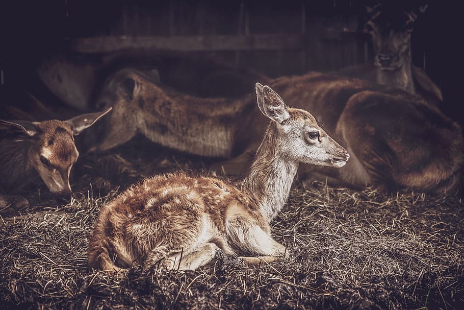 bambi, animal, cute, nature, forest, mammal, fawn, zoo, animal themes, HD wallpaper