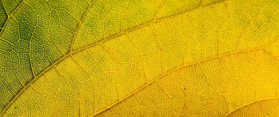 macro photography of green and yellow leaf, structure, autumn leaf HD wallpaper