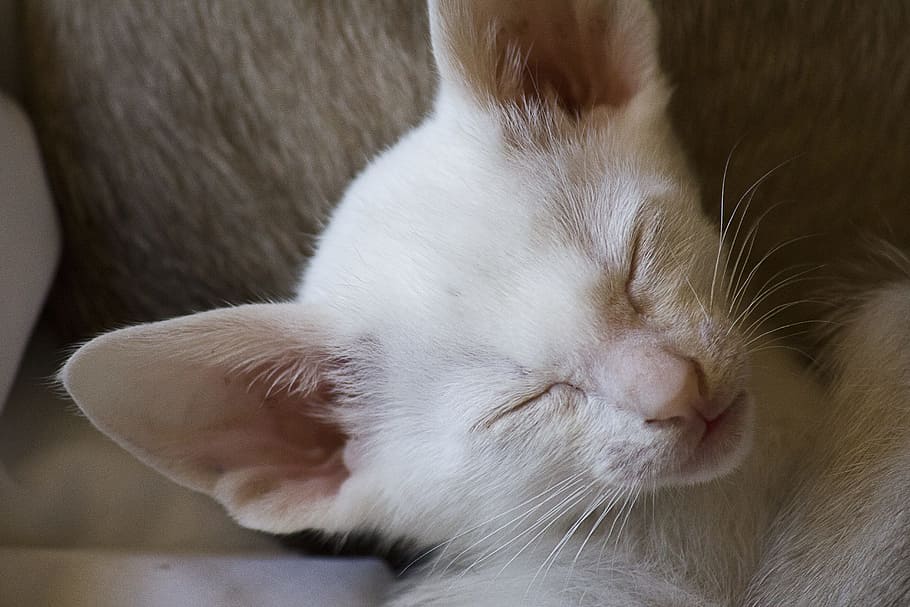 Kitten, White, Pet, Cute, Cat, Domestic, kitty, fur, adorable HD wallpaper