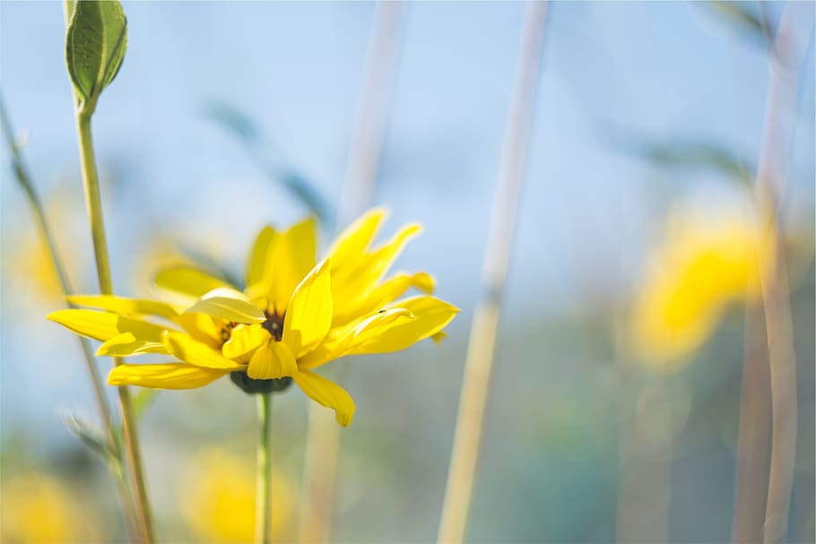 yellow sunflower selective-focus photo at daytime, nature, spring HD wallpaper