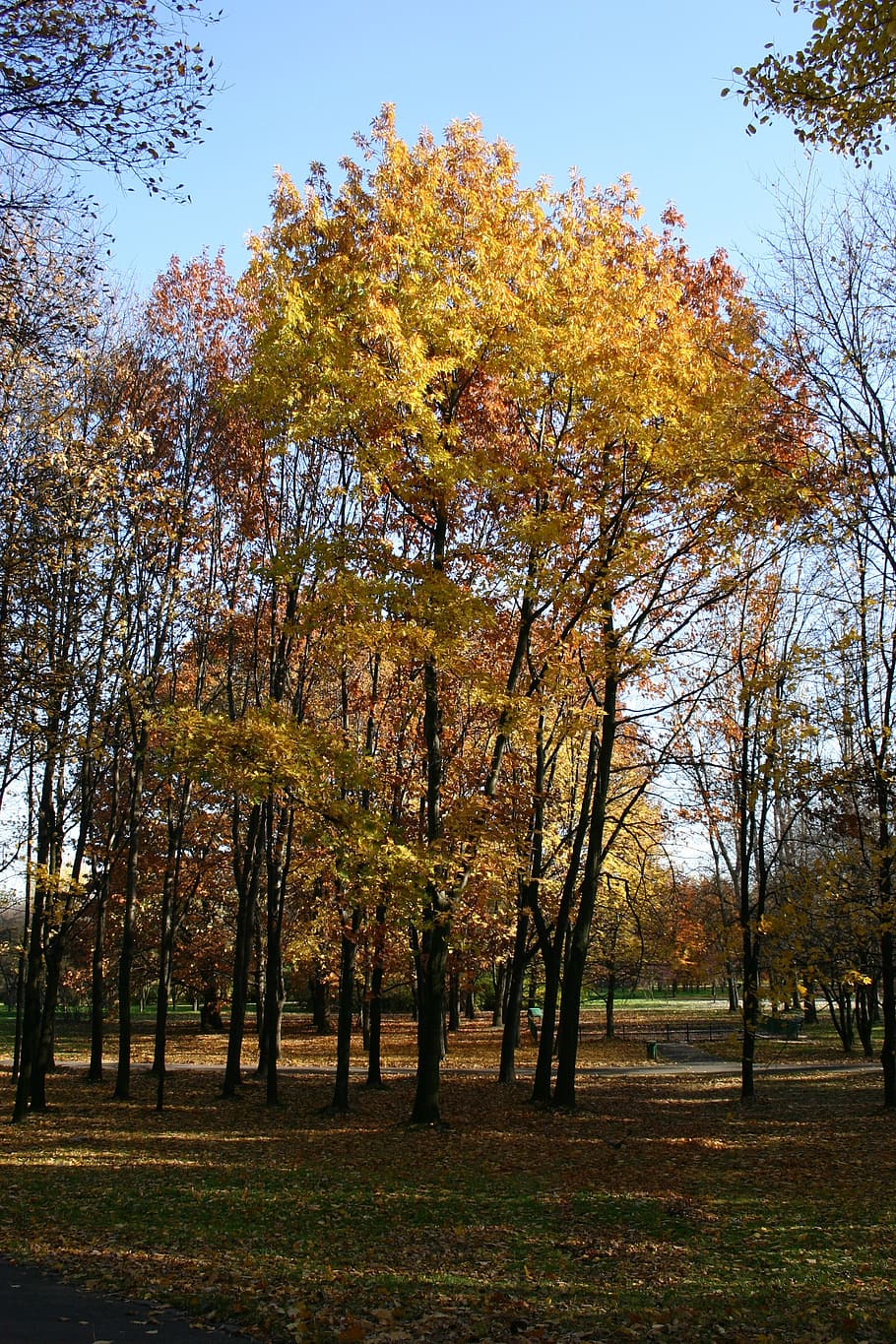 park, forest, autumn, tree, foliage, october, nature, plant HD wallpaper