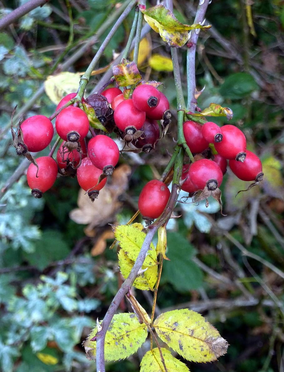 Fruit, Collection, églantines, red, forest, jam, nature, harvest HD wallpaper