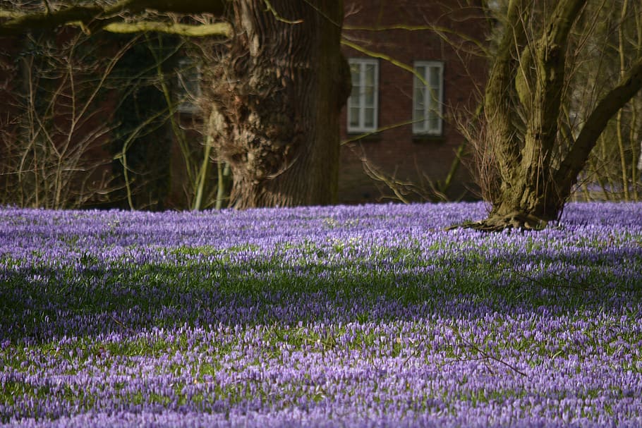 Nature, Flowers, Crocus, Blossom, Bloom, husum, mecklenburg, HD wallpaper