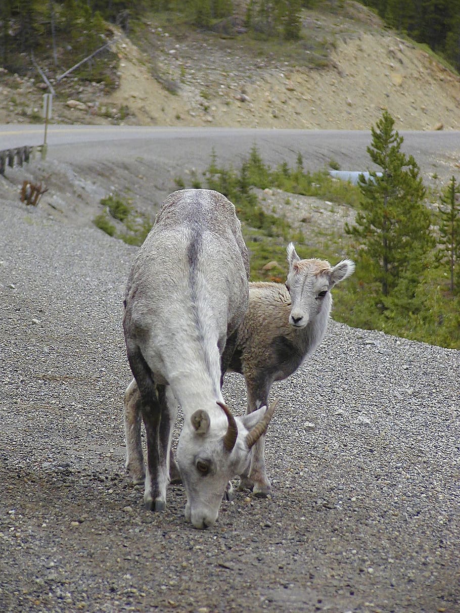 Mountain Sheep, Animals, Wild, fauna, wildlife, ungulates, nature HD wallpaper