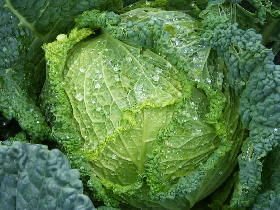 Cabbage, Orchard, Vegetables, col, cabbage leaves, rocio, drops HD wallpaper