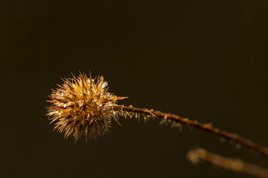 brown flower in shallow focus photography, boll, withers, eiskristalle HD wallpaper