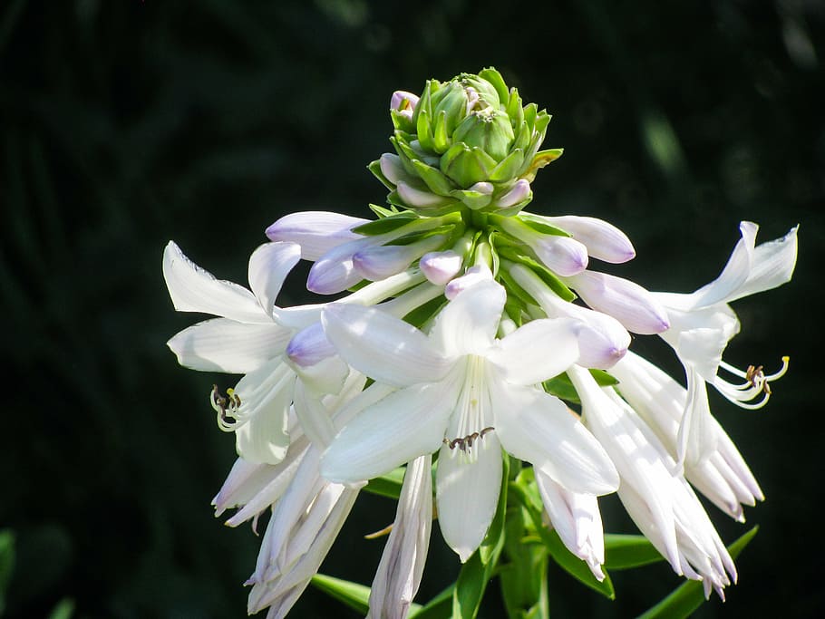 selective focus photography of white petaled flowers, close HD wallpaper