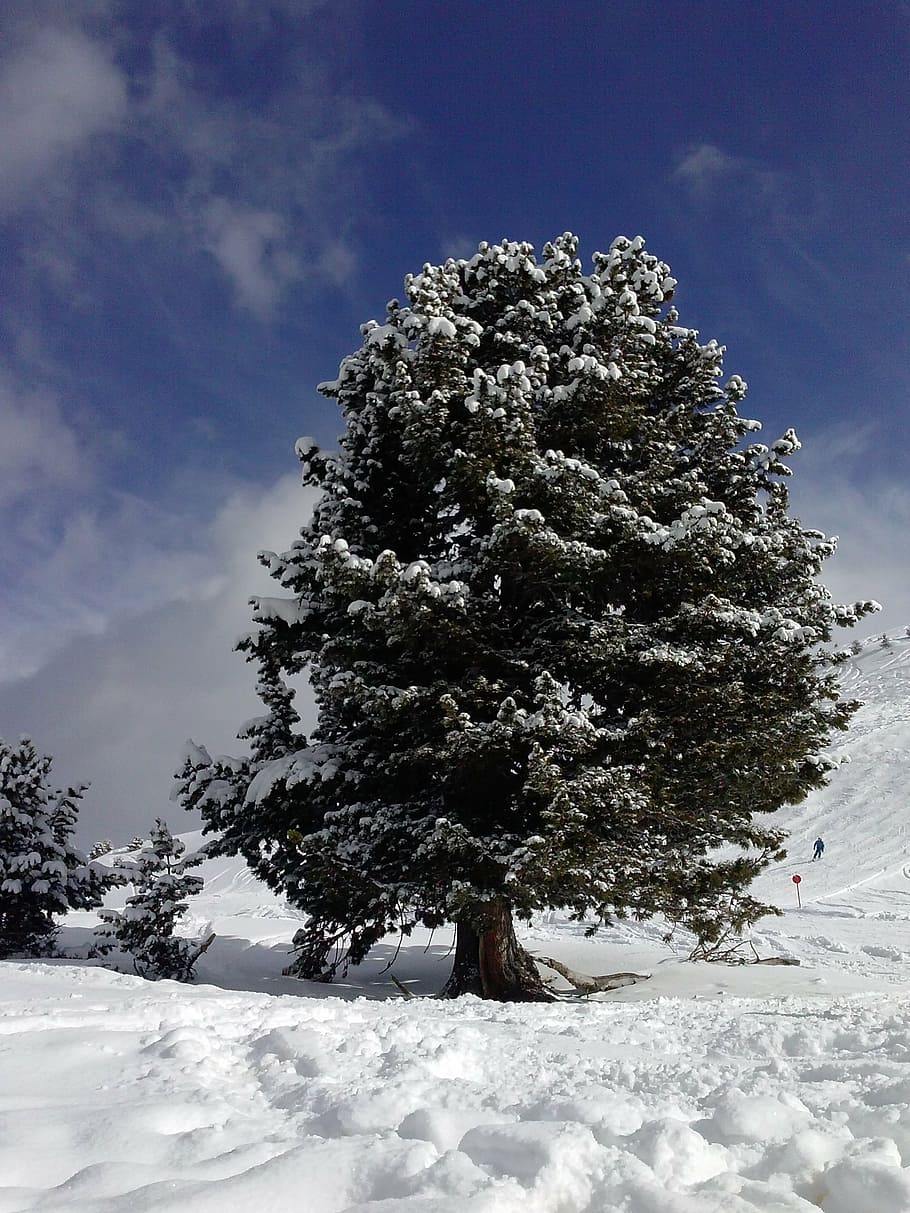 winter, snow, tree, cold, nature, forest, cold - Temperature HD wallpaper