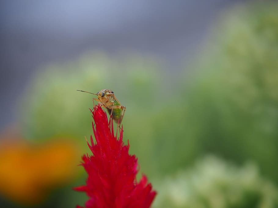 beetle, red, blossom, bloom, insect, plant, nature, garden HD wallpaper
