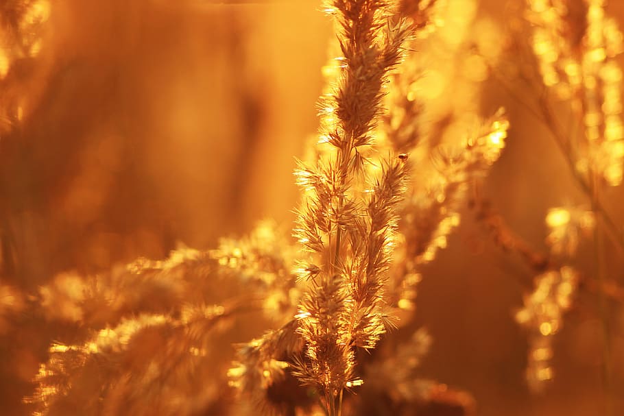 selective focus photography of wheat grass, summer, handsomely HD wallpaper