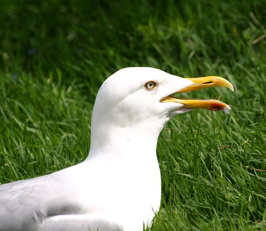 seagull, bird, bill, close, animal themes, vertebrate, animals in the wild HD wallpaper