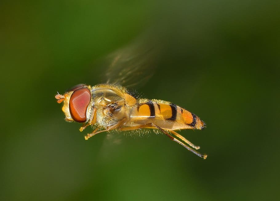 Orange and Yellow Insect, close-up, episyrphus, flying, macro HD wallpaper