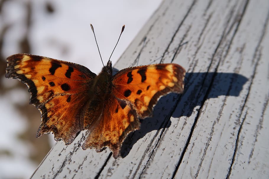 butterfly, sunshine, wing, insect, close, invertebrate, animal wing HD wallpaper