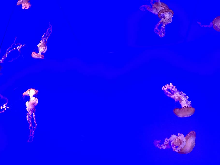 pink jellyfish, pink jellyfishes under water, underwater, aquarium, HD wallpaper