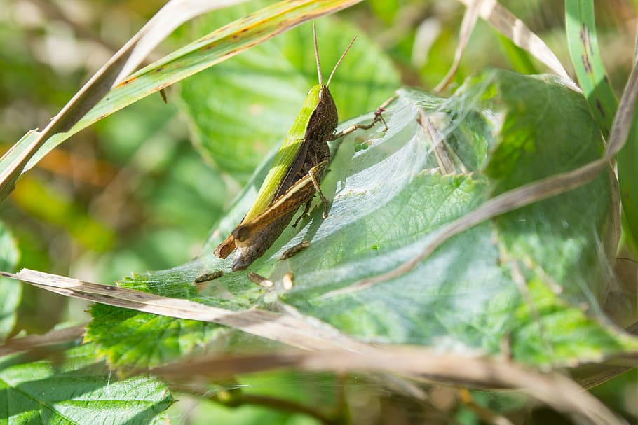 Grille, Insect, Grasshopper, green, one animal, animal themes HD wallpaper