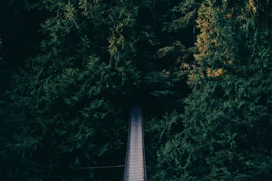 green leaf trees and suspension bridge during daytime, arial HD wallpaper