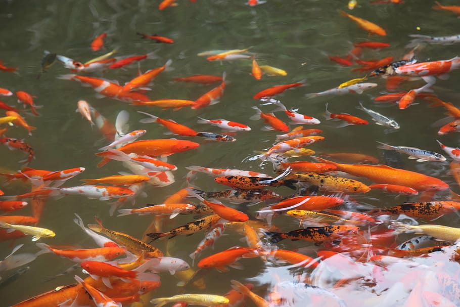 fish, pool, feeding, koi, group of animals, large group of animals HD wallpaper