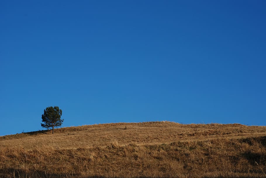 tree, hill, landscape, nature, outdoor, sky, summer, blue, clear sky HD wallpaper