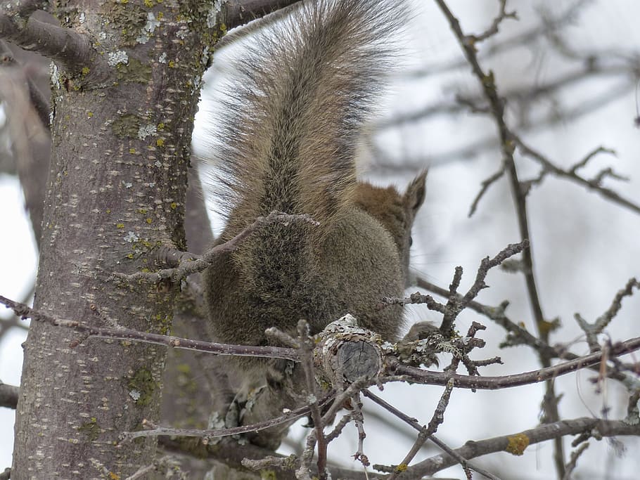 squirrel, animal, forest, branch, tree, nature, mammal, wild life HD wallpaper