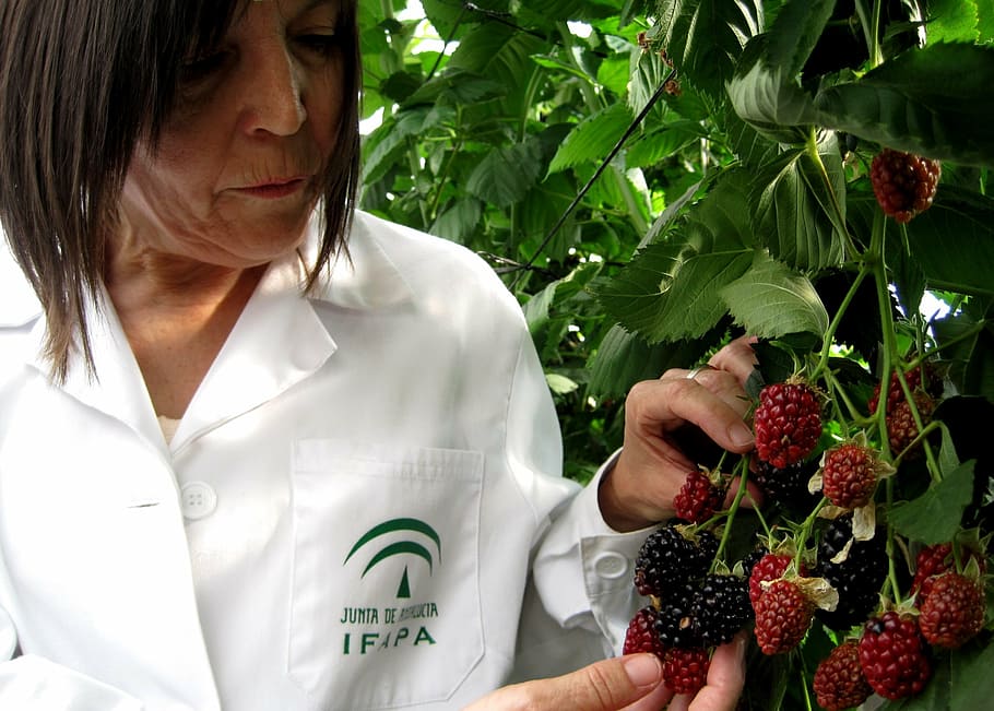blackberries, fruit, mora, wild, occupation, berry fruit, real people HD wallpaper