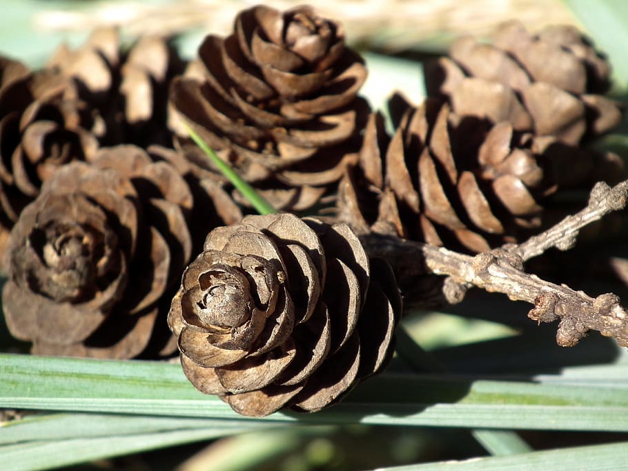 Cones, Brown, Forest, Grass, Plant, macro, nature, close-up HD wallpaper